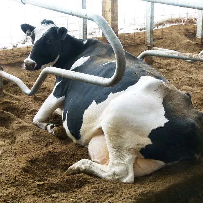 China Cattle Free Stall