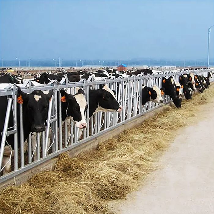 Cattle Headlock manufacture Cattle Headlock manufacture
