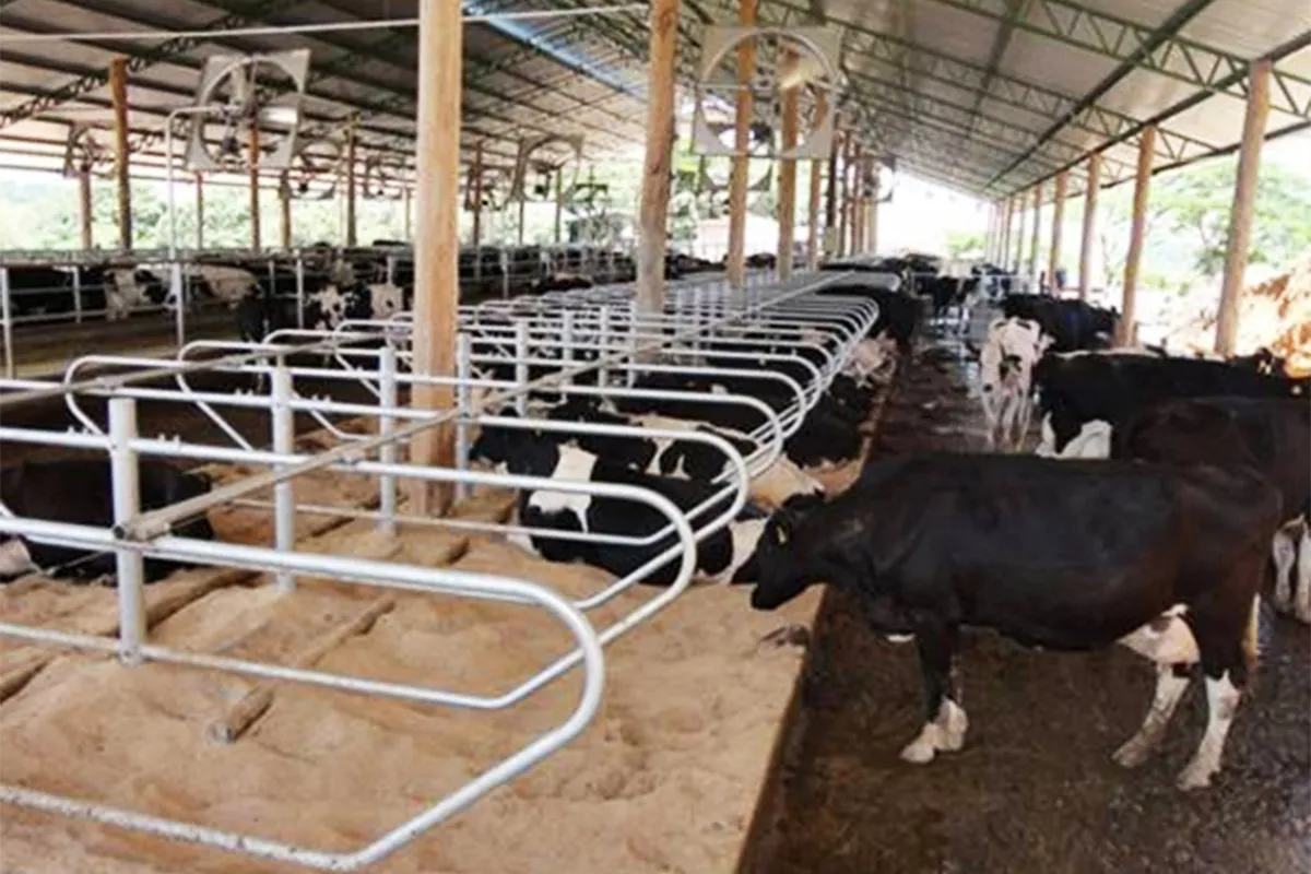 Cattle Free Stall for sale Cattle Free Stall for sale